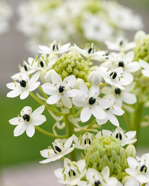Ornithogalum saundersiae6